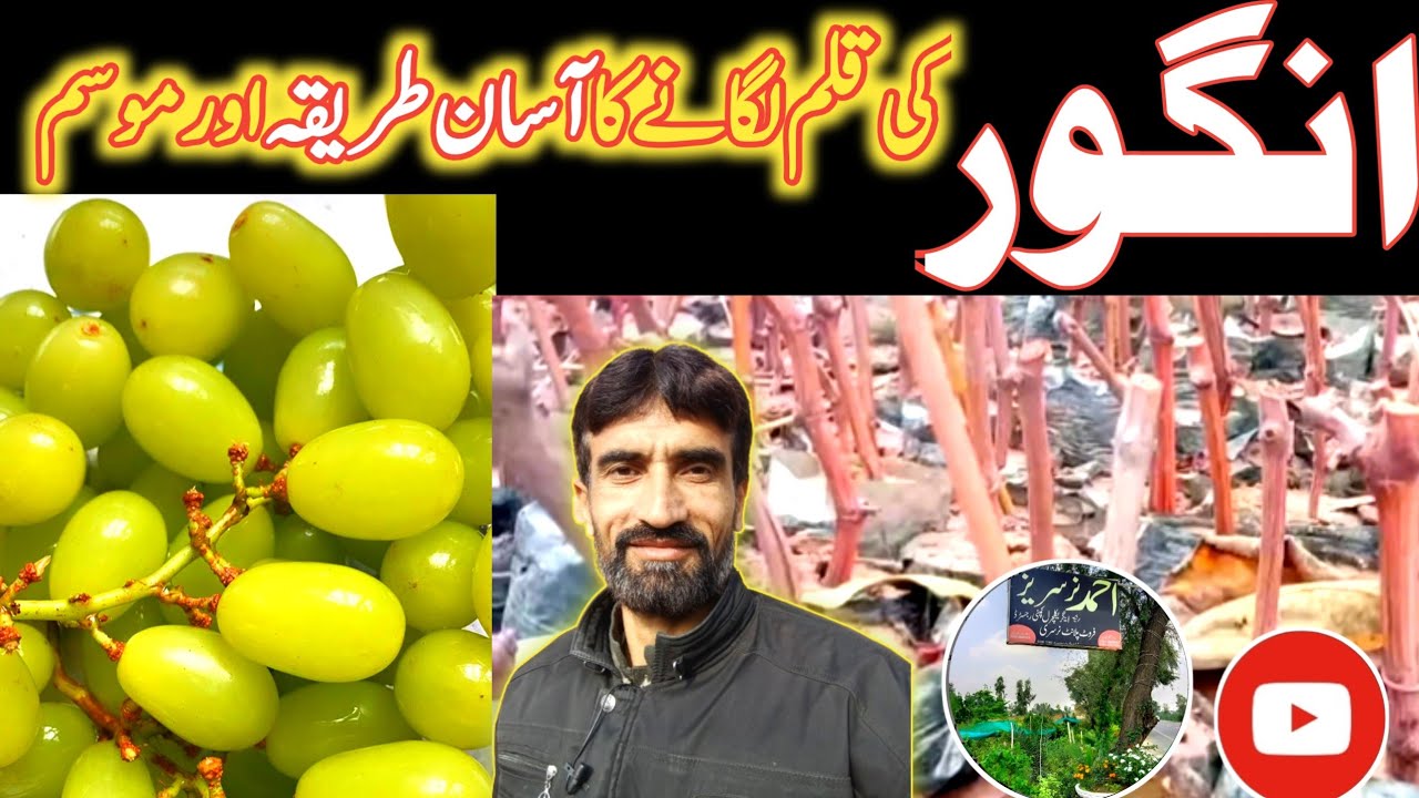 Secret To Grow Grape vine Plant by Nursery🍇 | angoor ki bail kaise lgain | Grapes cuttings