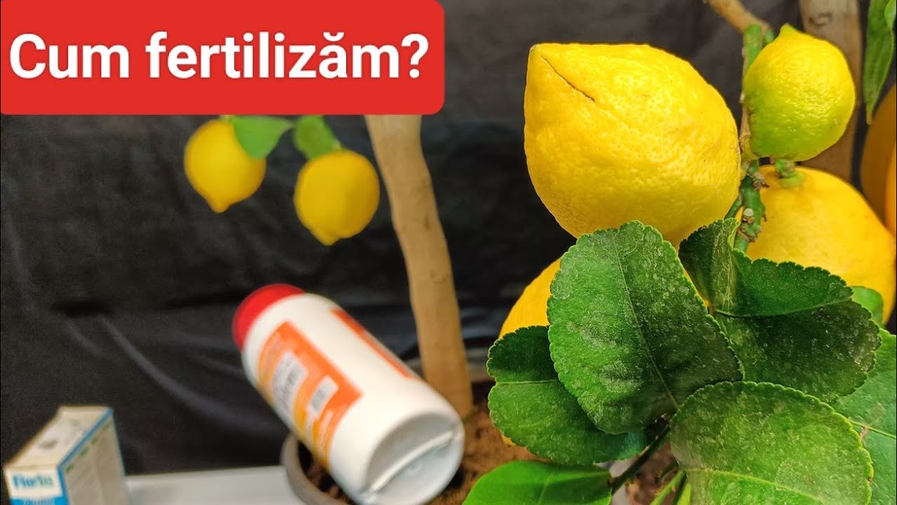 Fertilizare lăm&acirc;i &icirc;n ghiveci