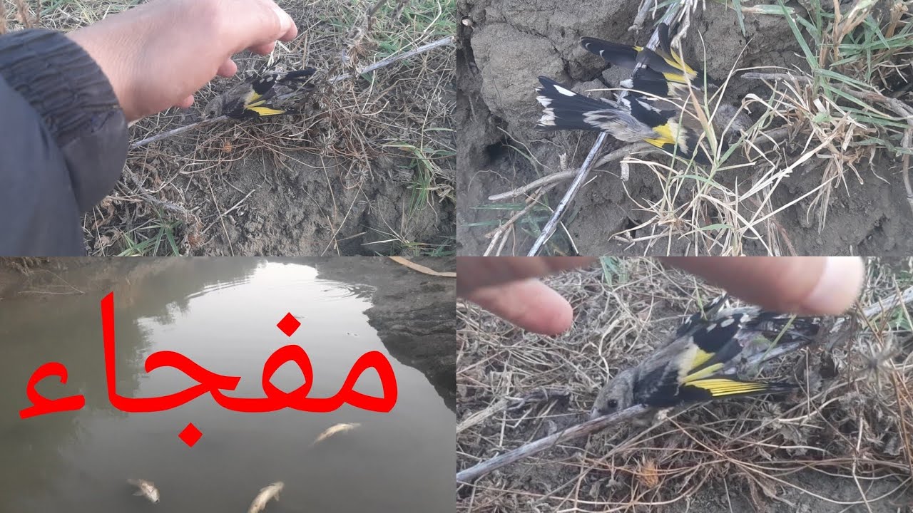 احسن واروع صيد طائر الحسون في البرية بطريقة بدائية وجهنمية صيد بكمية كبيرة 2025