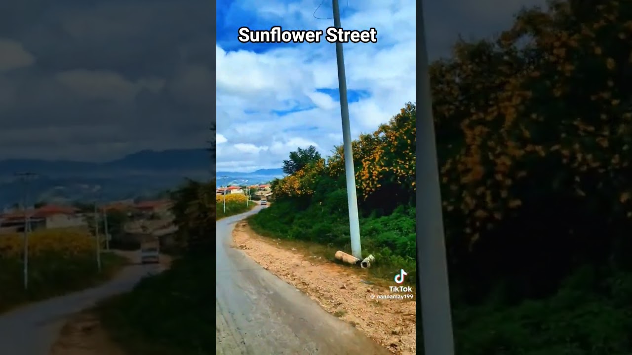 Sunflower Street