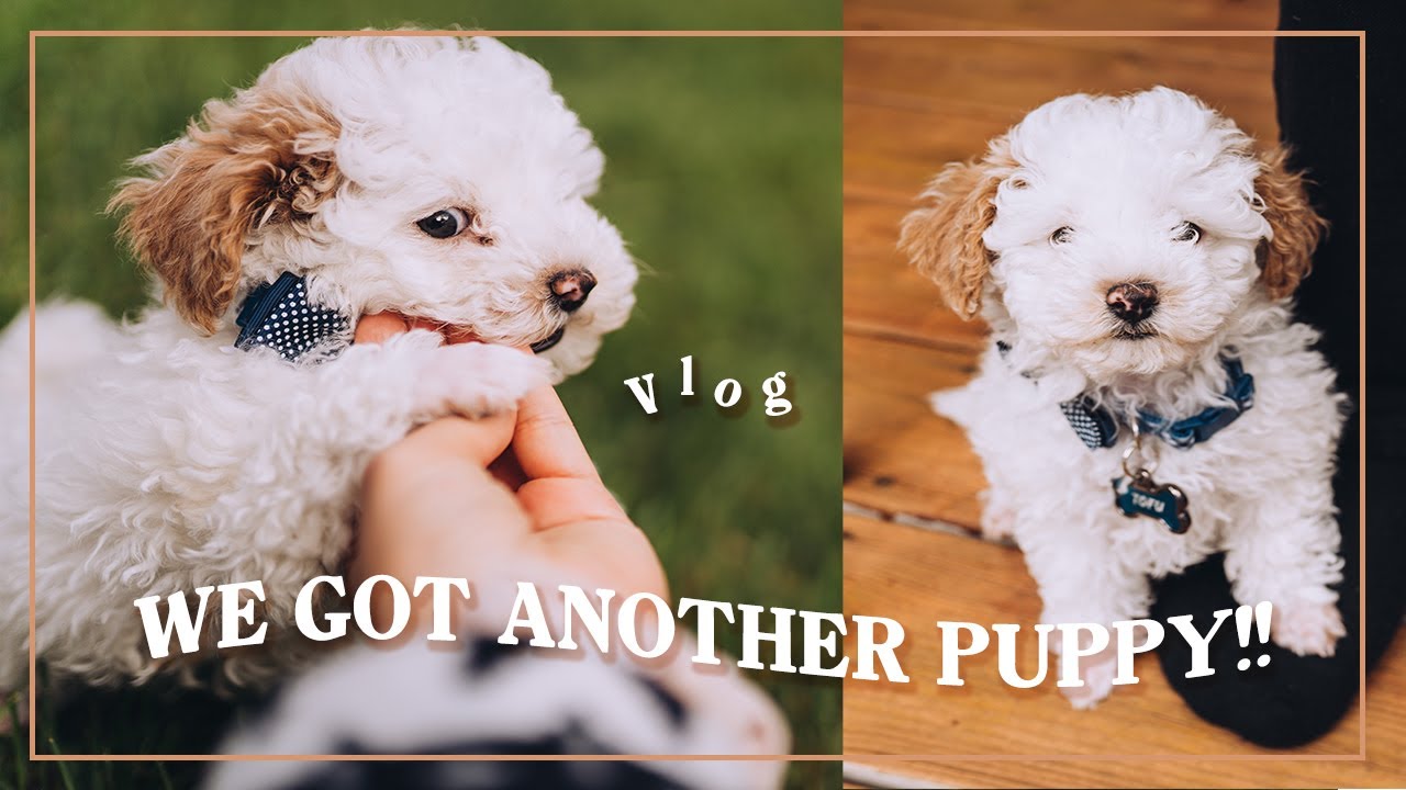 We got ANOTHER PUPPY! Meet our 8 week old toy poodle Tofu