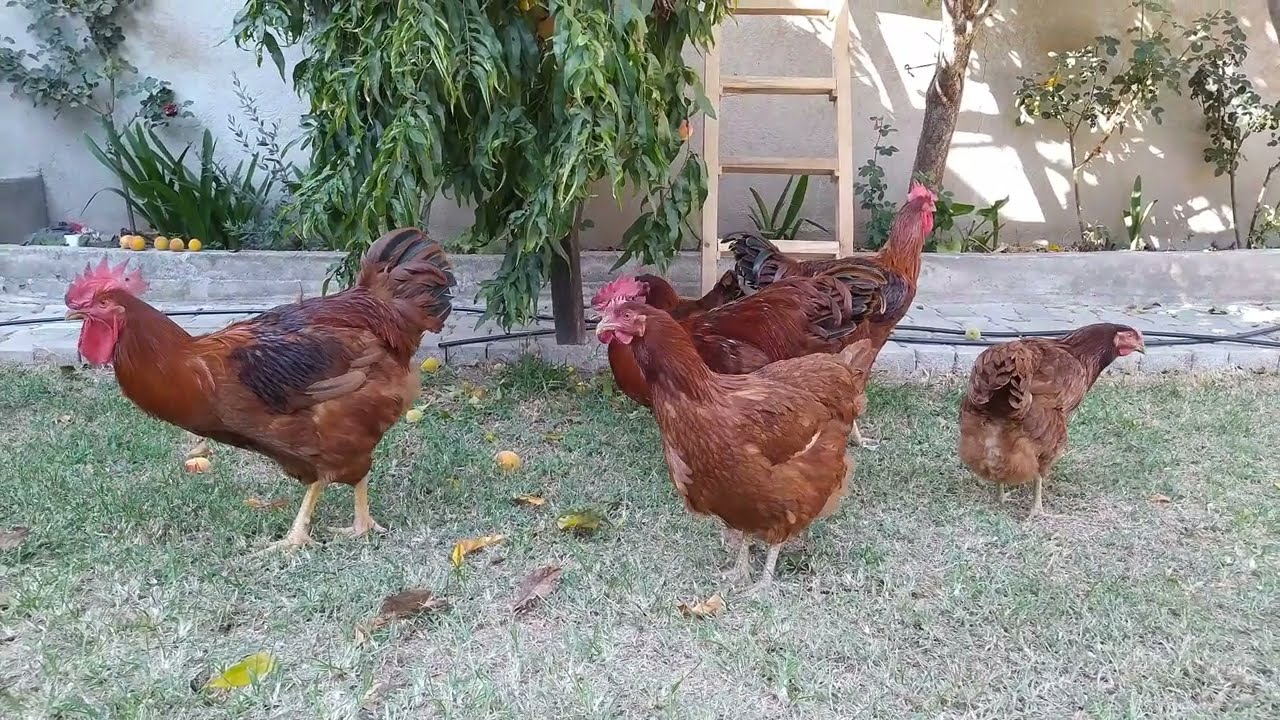 RHODE ISLAND RED MELEZİ TAVUKLAR YUMURTA YAPMAYA BAŞLADI