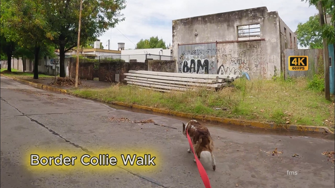 Walking with my Border Collie friend