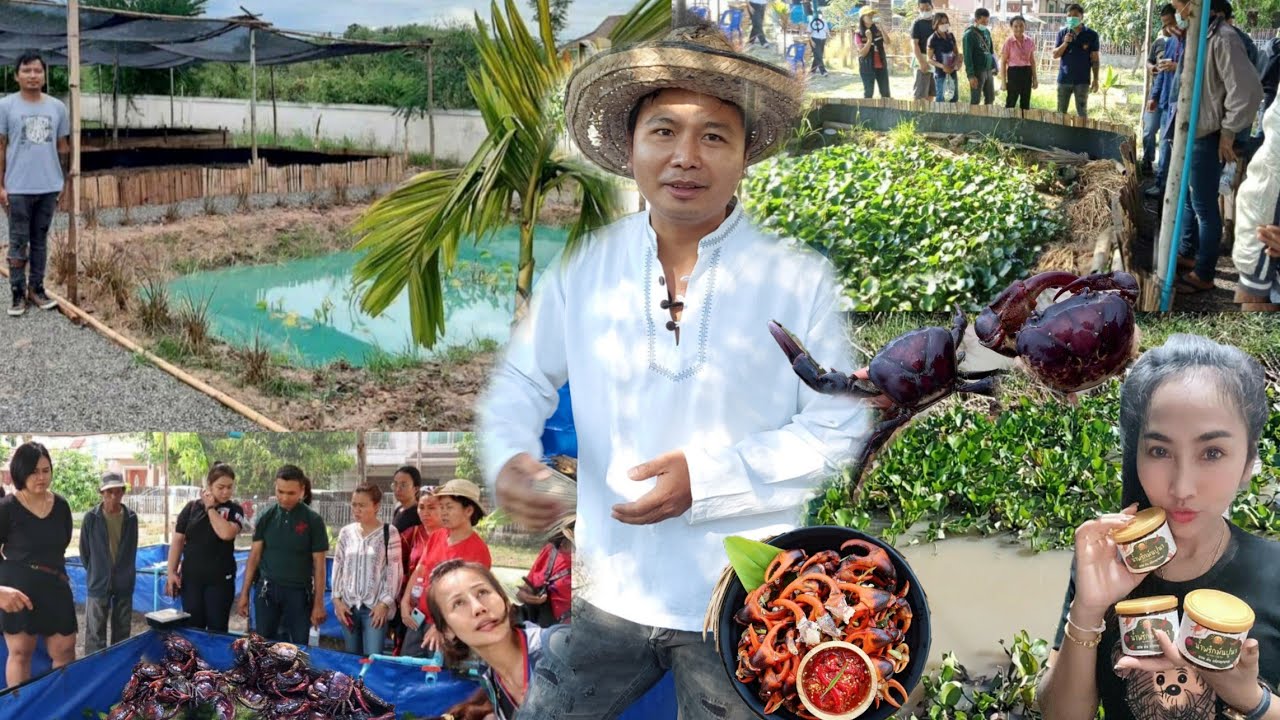 วิศวกรเจอพิษโควิดผันชีวิตมาเลี้ยงปูนาขาย!!มีรายได้หลักแสนต่อเดือน