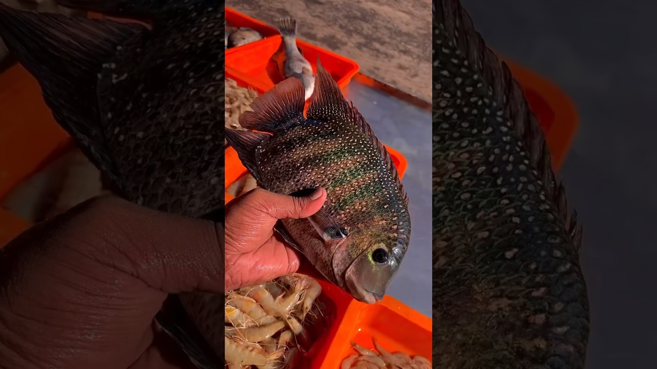 Biggest Pearl Spot Fish Caught from Krishnankotta Backwaters ❤️😵&zwj;💫 #fish #fishing #tigerprawns