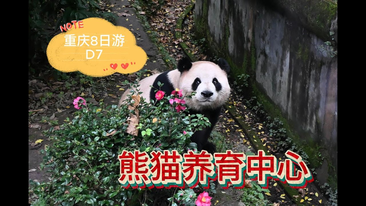 重庆8日游D7 熊猫养育中心 春熙路