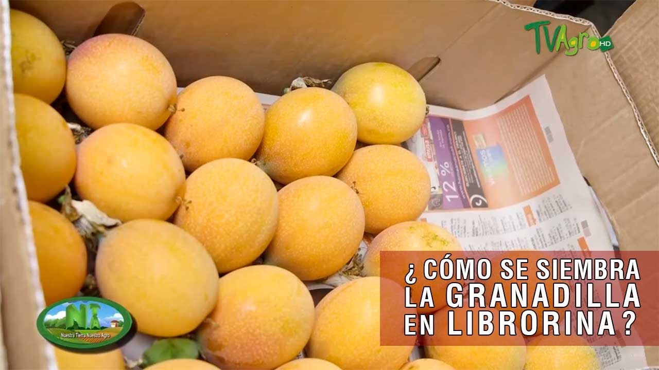 Cómo se siembra la granadilla en Liborina - TvAgro por Juan Gonzalo Angel Restrepo