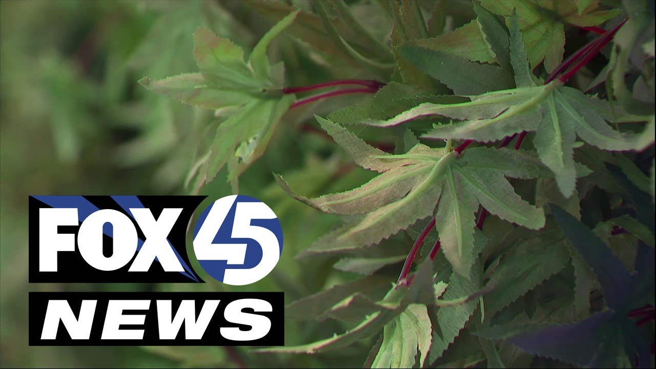 Maryland dispensary braces for possibility of selling out once recreational cannabis is legal