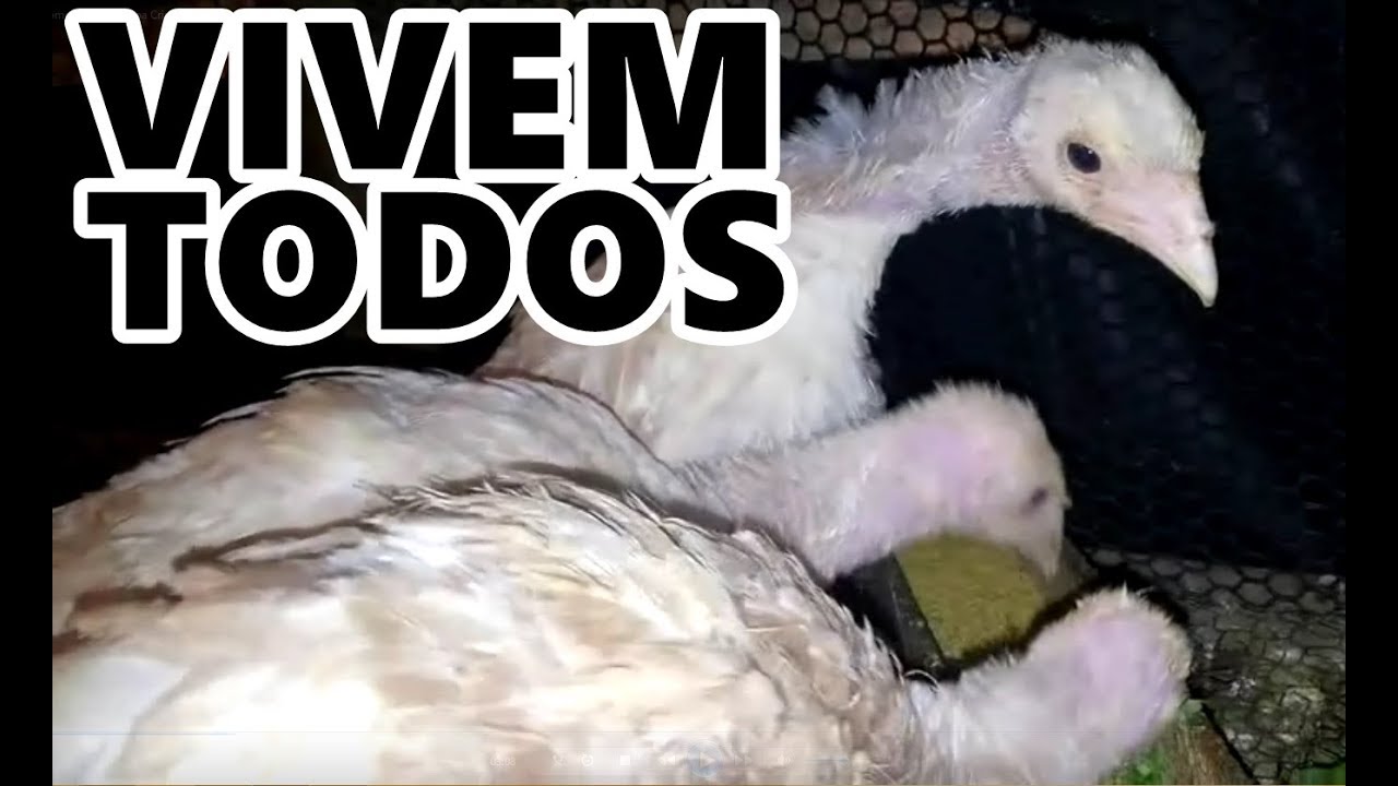 Como Ter Sucesso na Criação de Peru - Evite que os Filhotes Morram