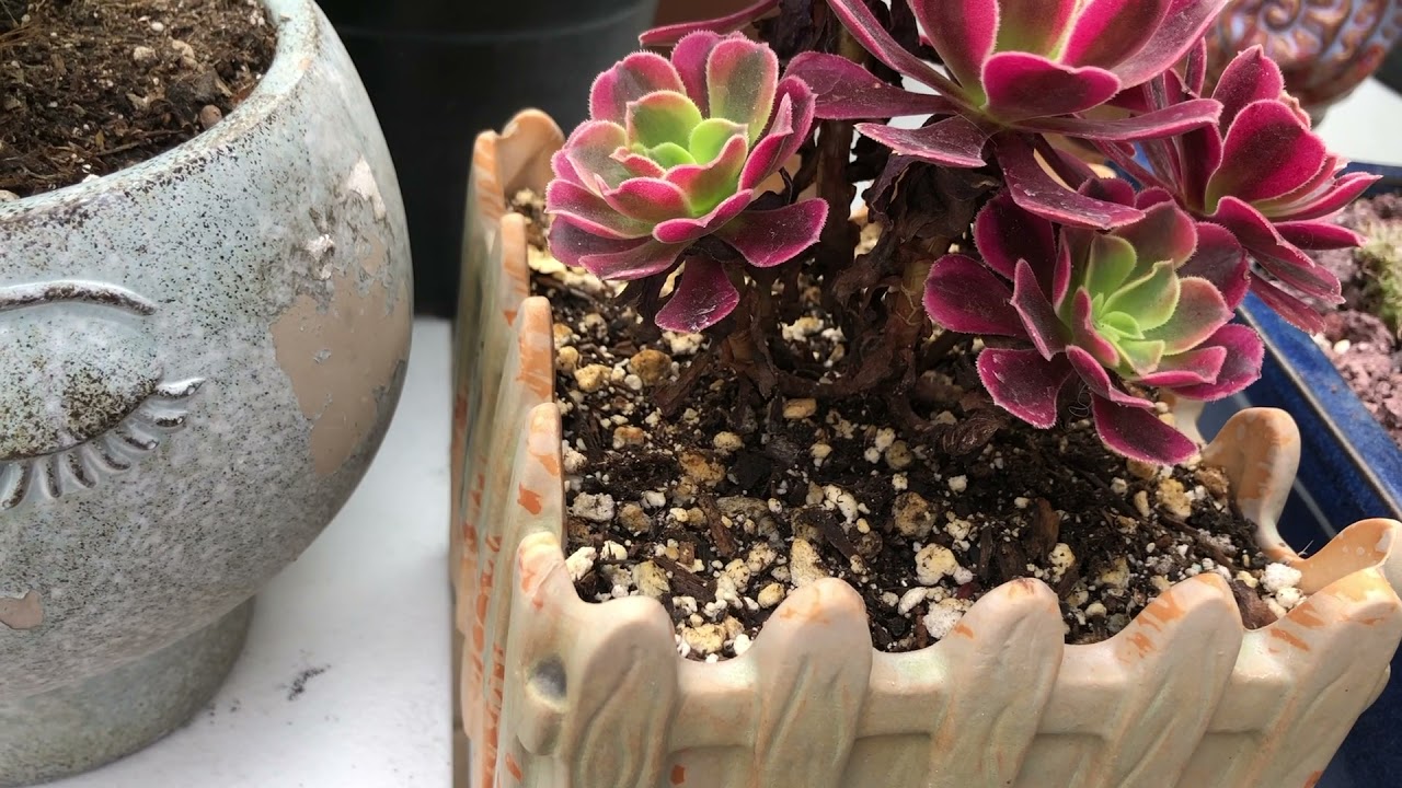 Hermosa coleccion de Aeonium y sus Sencillos Cuidados