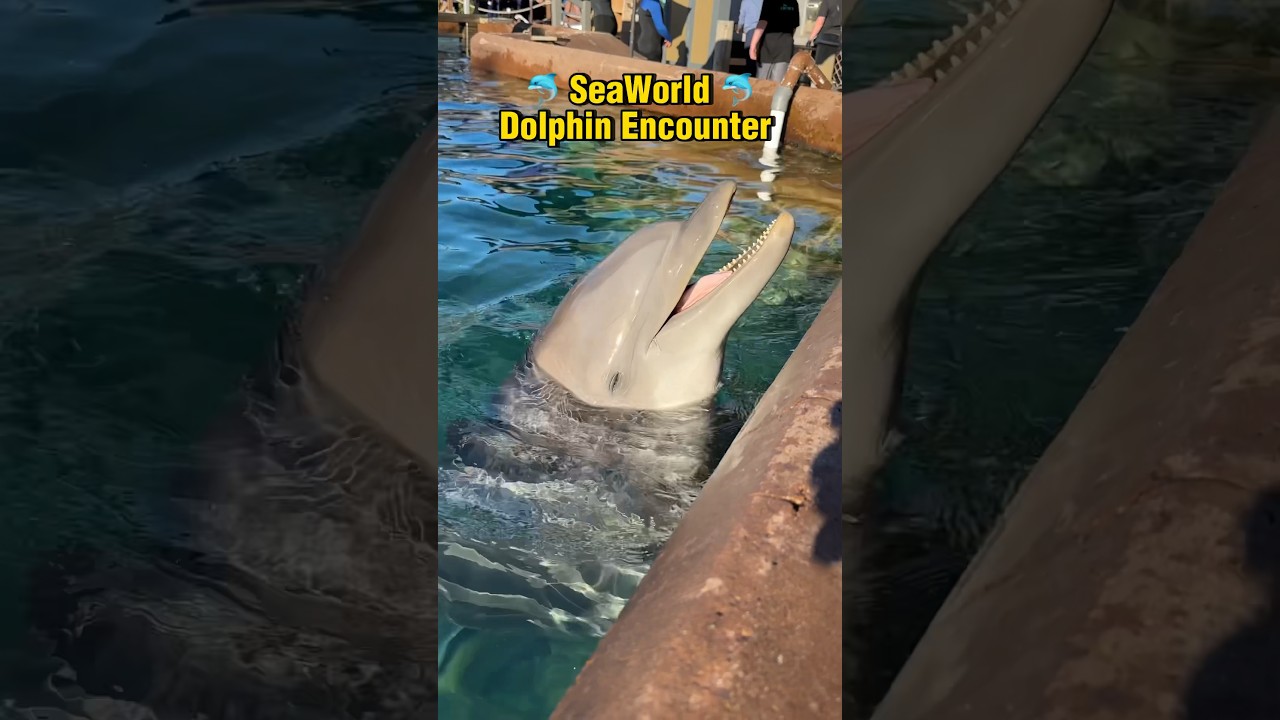 SeaWorld Dolphin Encounter San Diego 