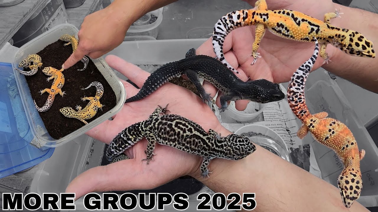 MORE 2025 High End Breeding GROUPS - Black Night | Firebold | Tangerine Bold | Clown | & Emerines!