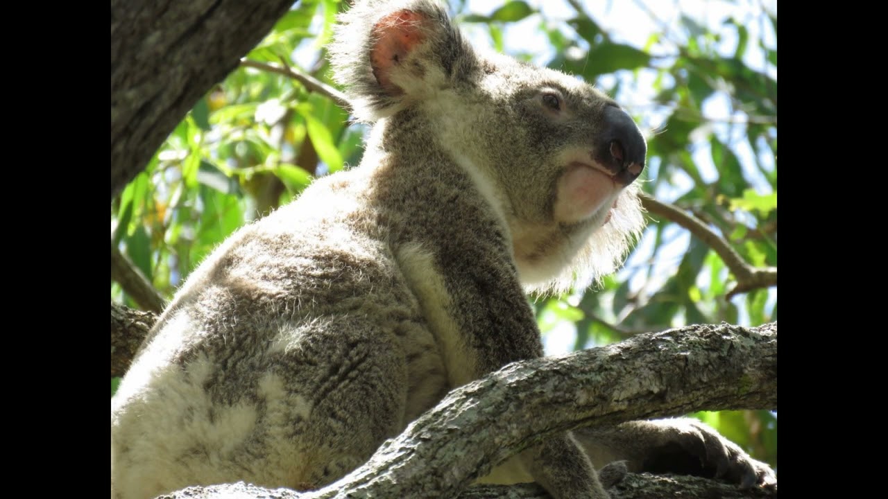 So many amazing Koalas spotted today.....enjoy. PS can you pick the odd two out?