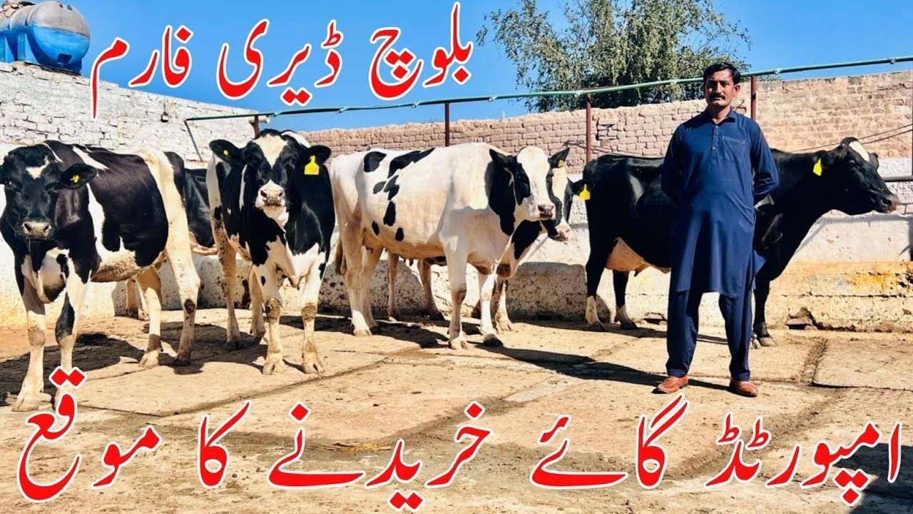 Baloch Dairy Farm | Salem Mandi Bhalwal | Imported Cow || Global Village Farming