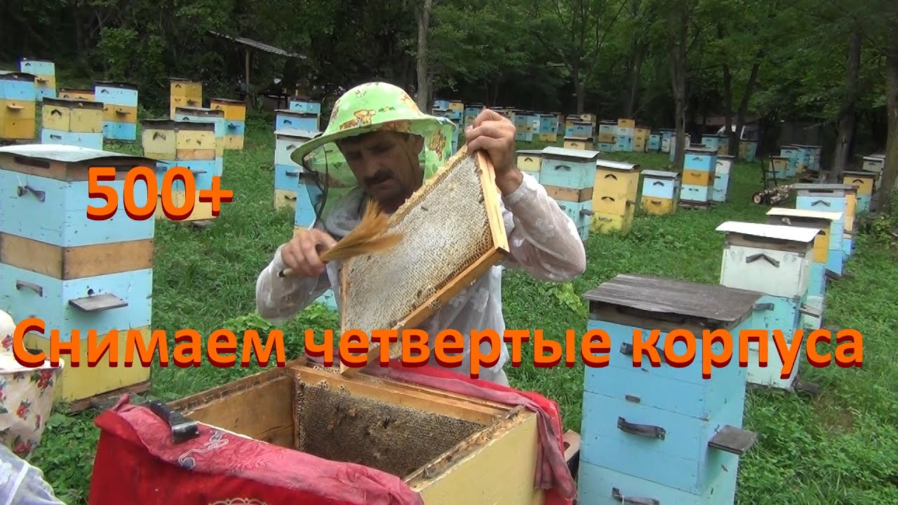 500+ Закончилась липа. Снимаем корпуса с мёдом.