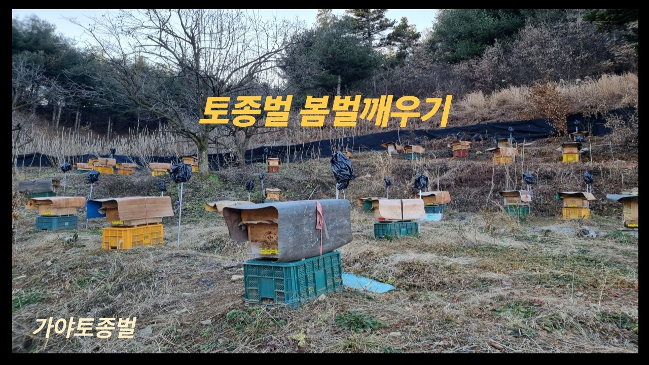 토종벌 봄벌 깨우기