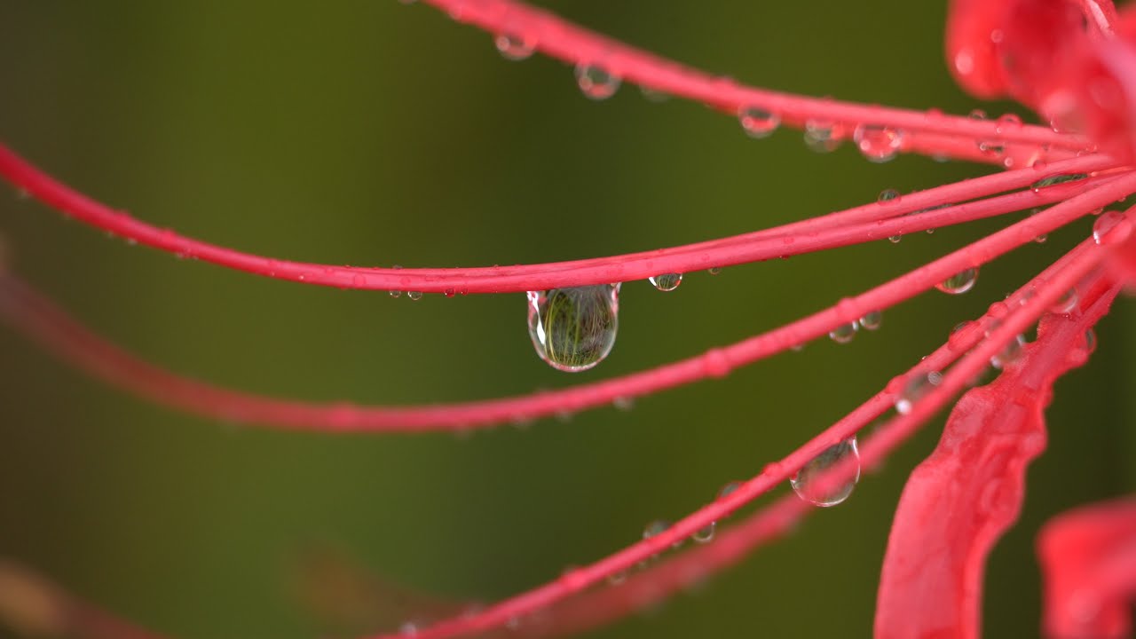雨の彼岸花