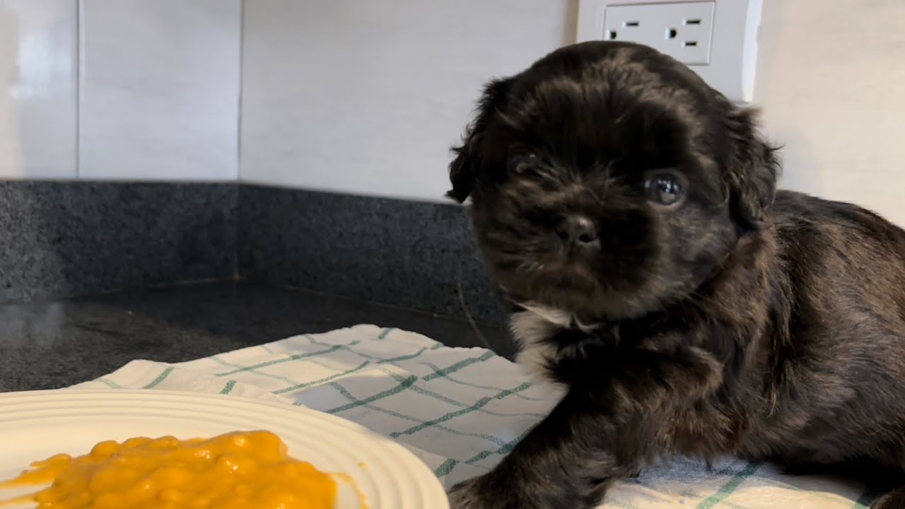 Perro CACHORRO 30 Días de VIDA | Todo lo debes Saber