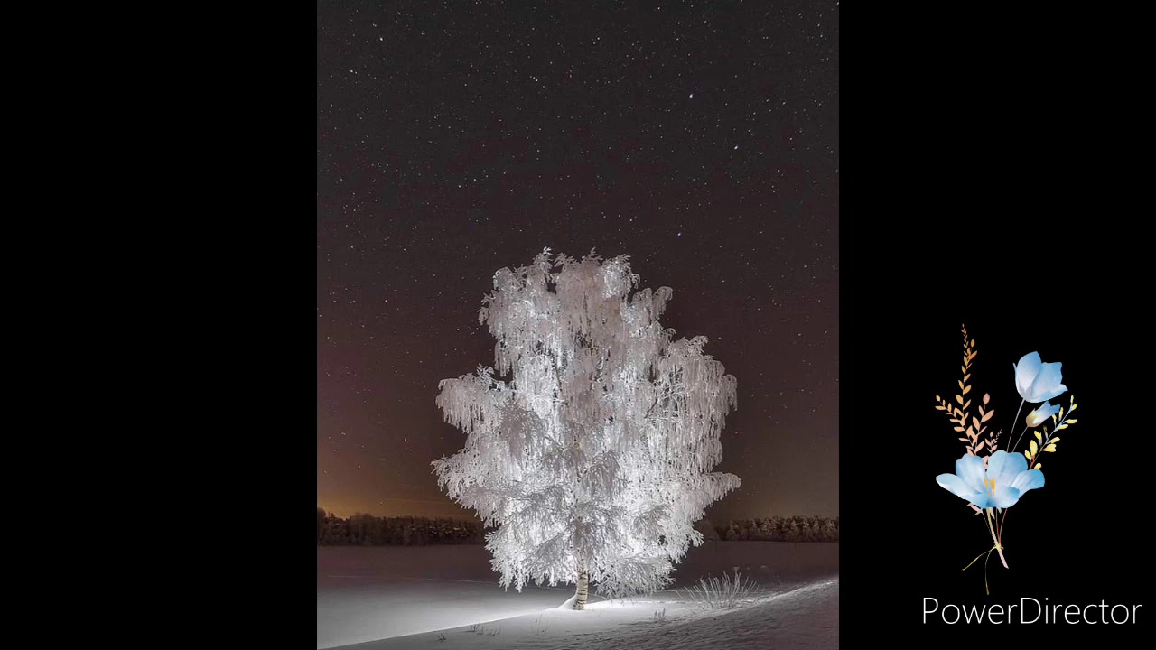 Timran - Тату #2020