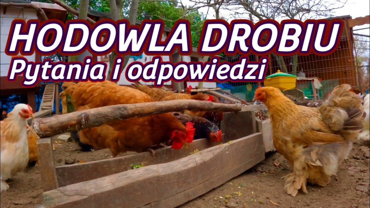 #chicken 🐓🦃🦆 Hodowla drobiu - Pytania i odpowiedzi. Kurnik | Karmienie | Odrobaczanie i inne.