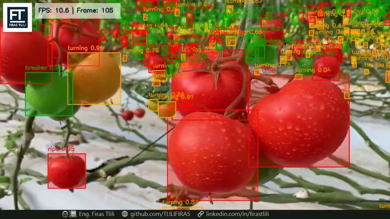 AI-powered project: Tomato Ripeness Detection using YOLOv11 and OpenCV! 🍅🎥