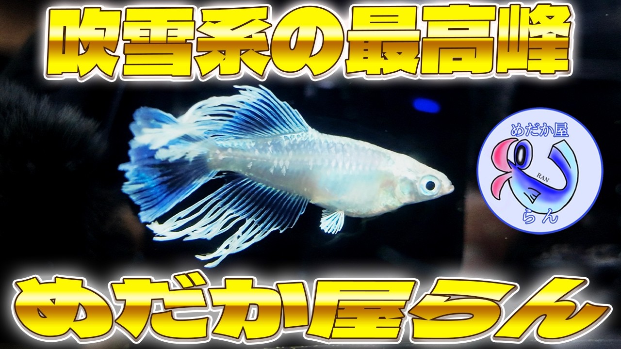 何このメダカ！？めだか屋らん第二弾！吹雪系を徹底追及！