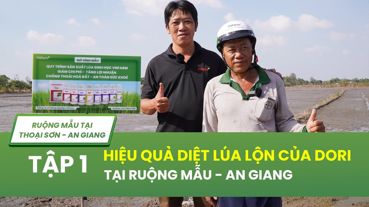 KIỂM CHỨNG HIỆU QUẢ DORI TRÊN RUỘNG LÚA | DIỆT LÚA LỘN, DIỆT LÚA MA -TẬP 1