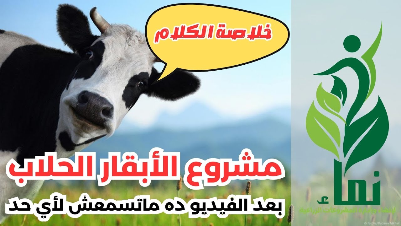 مشروع الابقار الحلاب .... بعد الفيديو ده ماتسمعش لأي حد