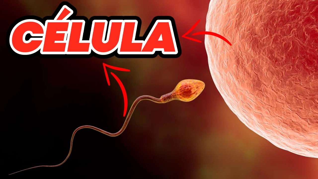 🤔 &iquest;QU&Eacute; ES LA C&Eacute;LULA? | Biolog&iacute;a Desde Cero