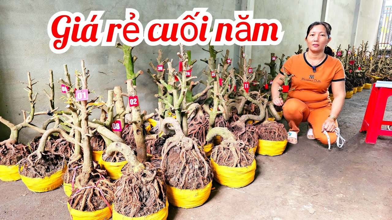 Thủy 📲 0823700129 Đế Vip Mai Giảo Thủ Đức giá rẻ 14/2 Chợ Gạo (@MaivàngQuêdừa)