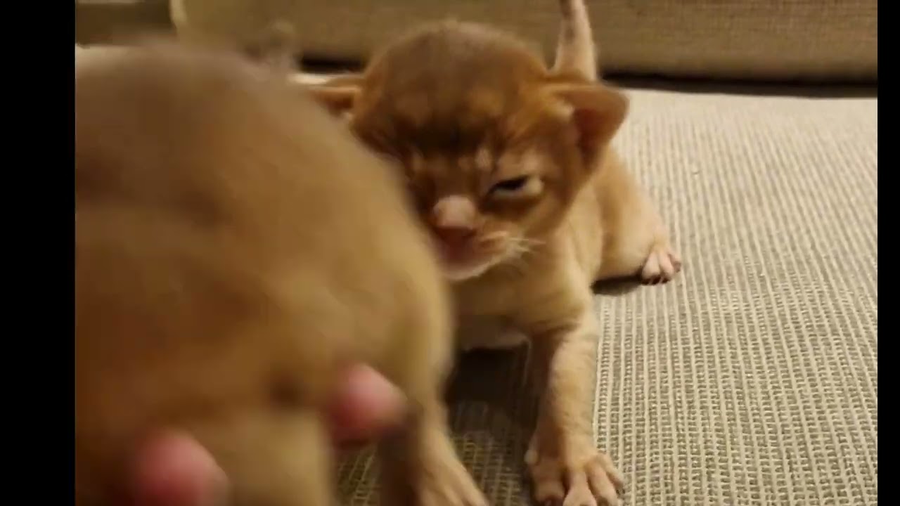 Abyssinian kitten 0-2 moths ols #abyssiniancats #catvideos #kitten
