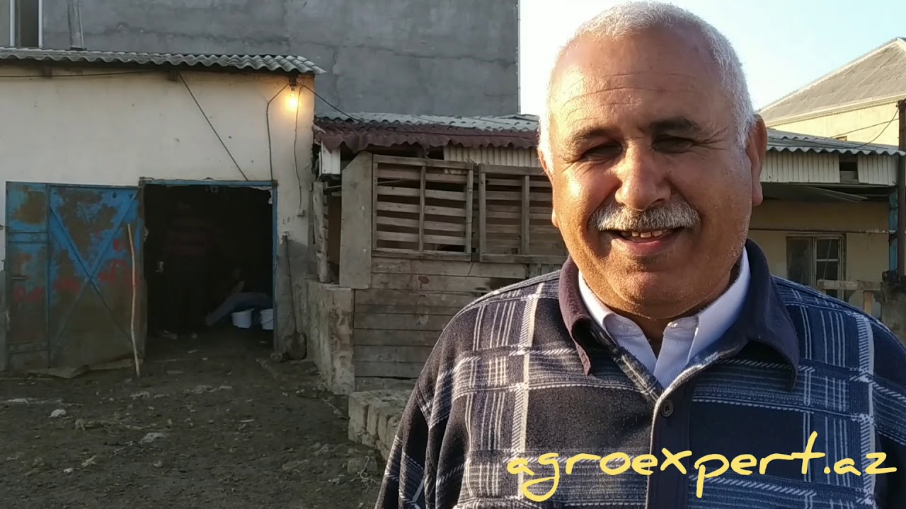 Yerli keçi təsərrüfatı-Mehdiabad