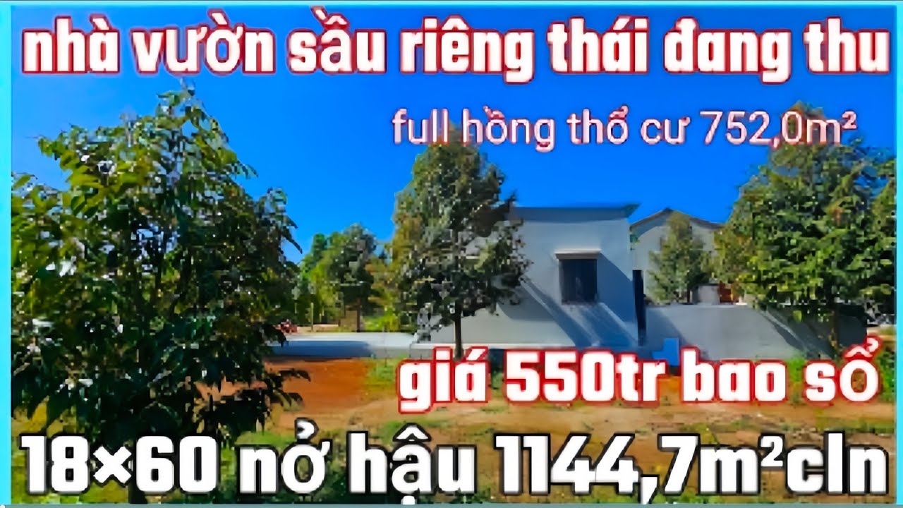 Nhà vườn sầu riêng thái đang thu 18×60 nở hậu 1144,7m² cln full hồng thổ cư 752m² giá 550tr bao sổ 