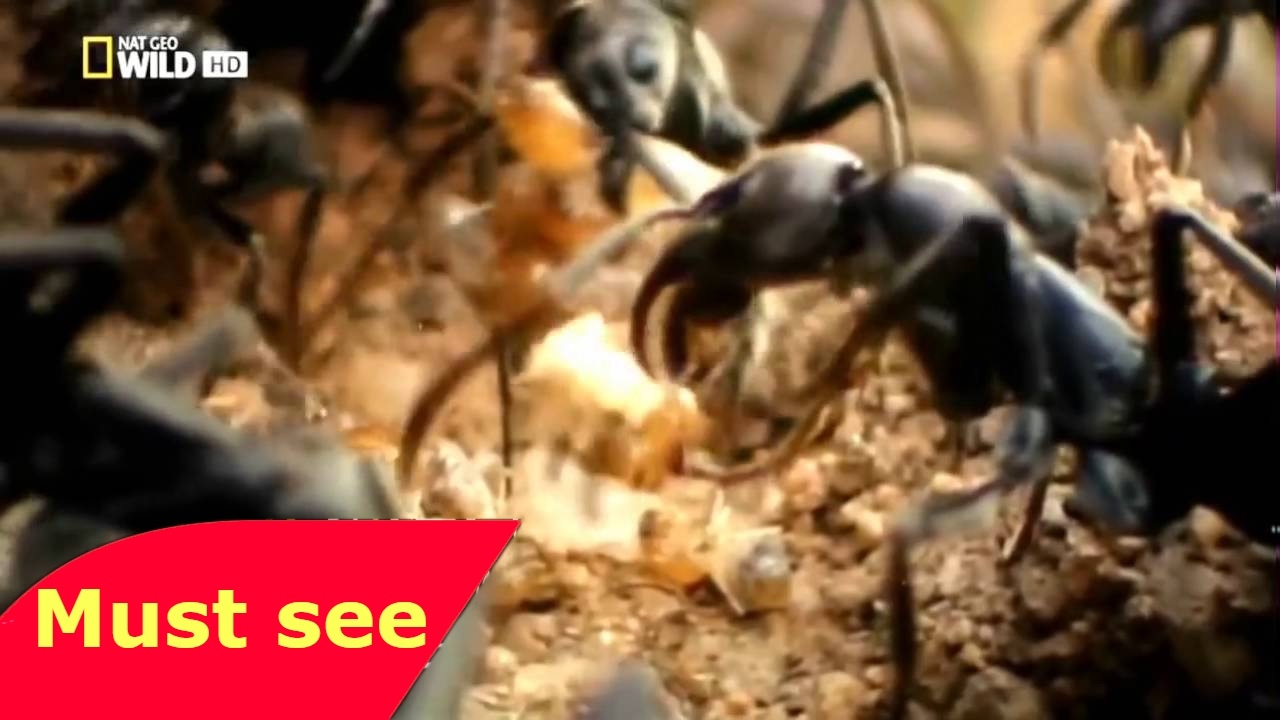 Ataque de Insectos   El gran Imperio   Documental HD Nat Geo WILD