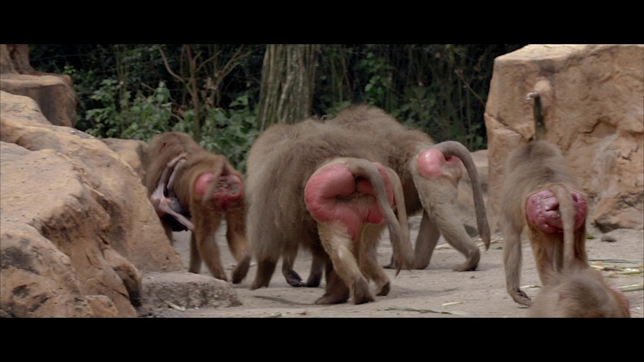 Hamadrays Baboon A.K.A. The 