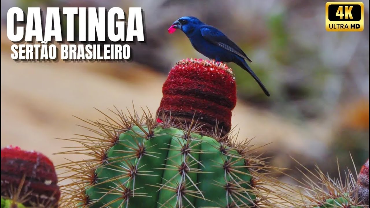 🌵Descubra os Segredos da Caatinga | O Bioma Brasileiro Mais Fascinante