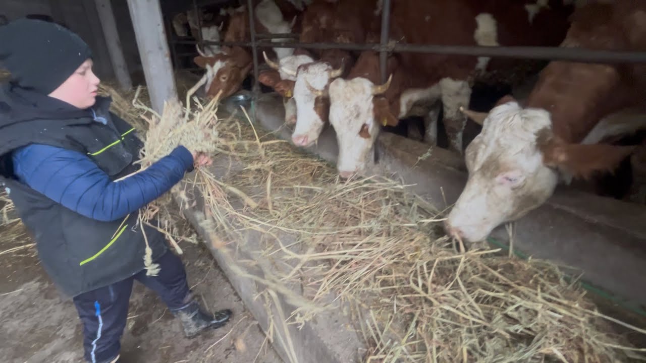 Janjenje ovaca i nova dešavanja na Farmi 