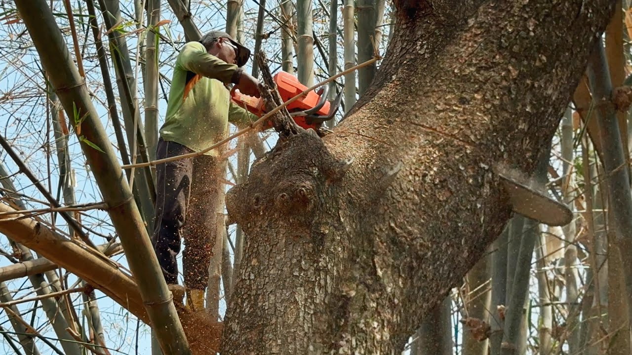 A very old tree, unfortunately it's hole!! Cut down 2 trembesi trees in the bamboo grove.