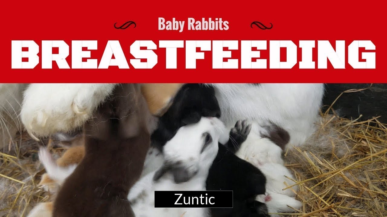 Rabbit nursing two weeks old baby bunnies - mother rabbit breastfeeding