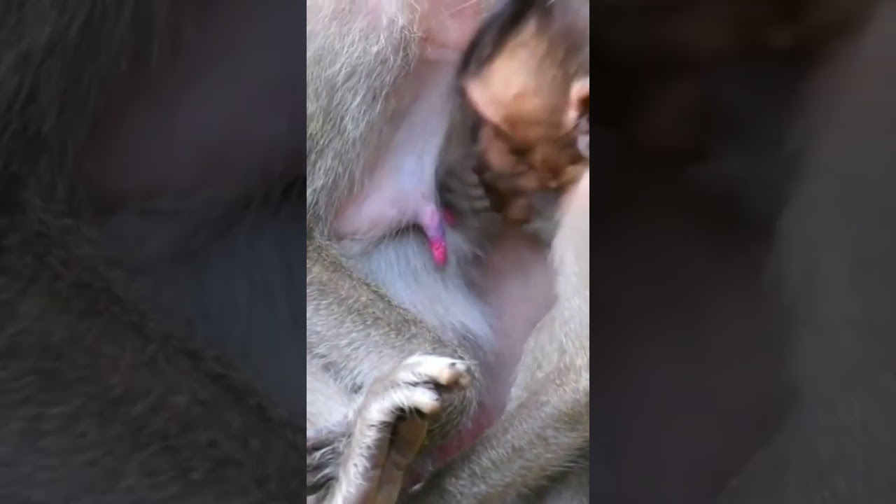 Baby Monkey trying to steal Milk 👆👆 #shorts #monkey #monkeyshort #monkeybaby #cutebaby