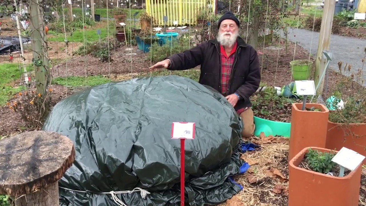 MG Minute: Overwintering a Tropical Elephant Ear Plant (Part II)
