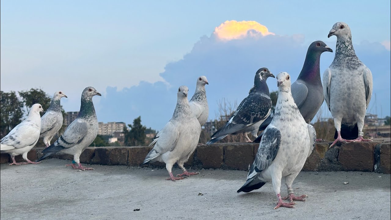 🕊️Kabootar🕊️bht dur nikal gai👀Peshawarpigeons#kabootarbazi #pigeon #kabootar 