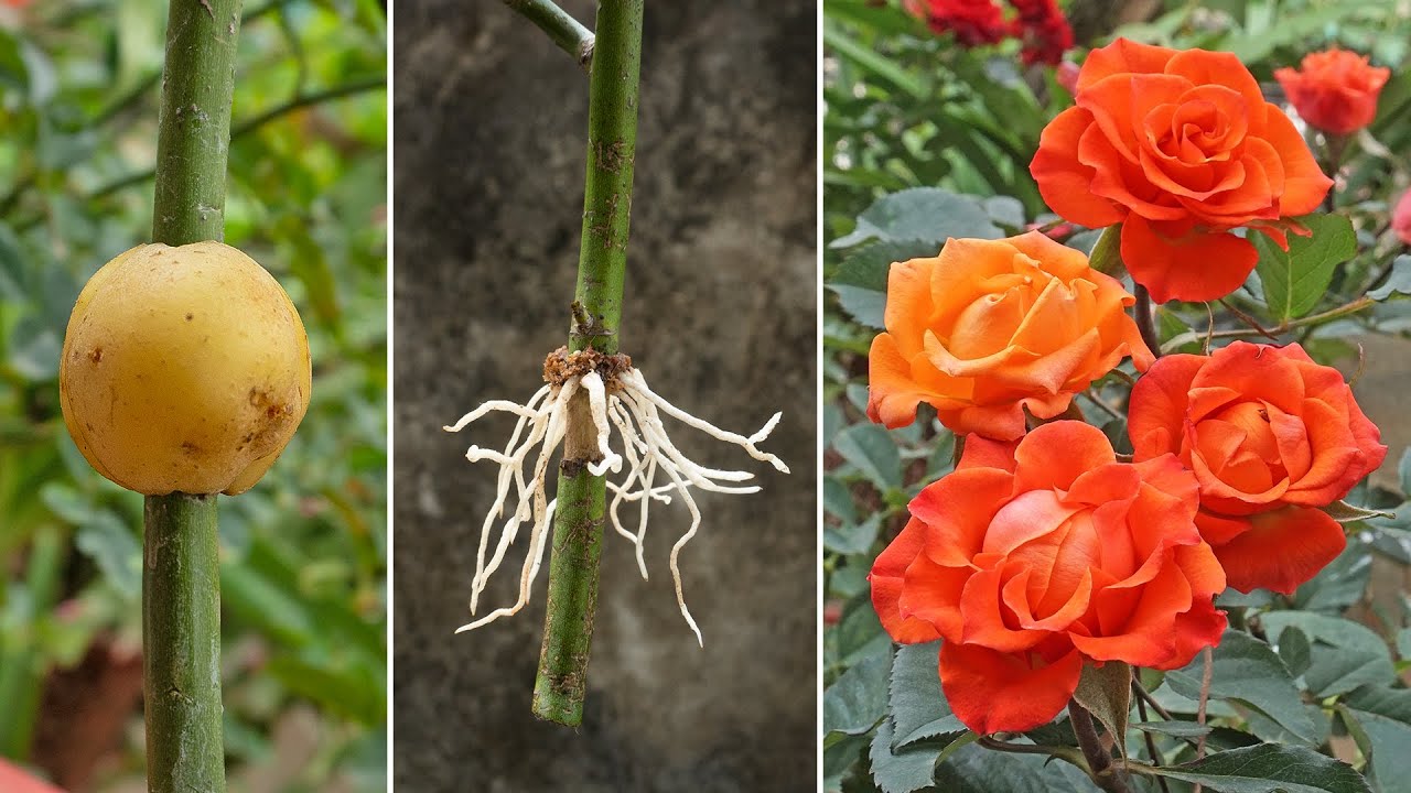 News Ideas, How to propagate roses with potatoes for fast rooting | Growing roses in potatoes