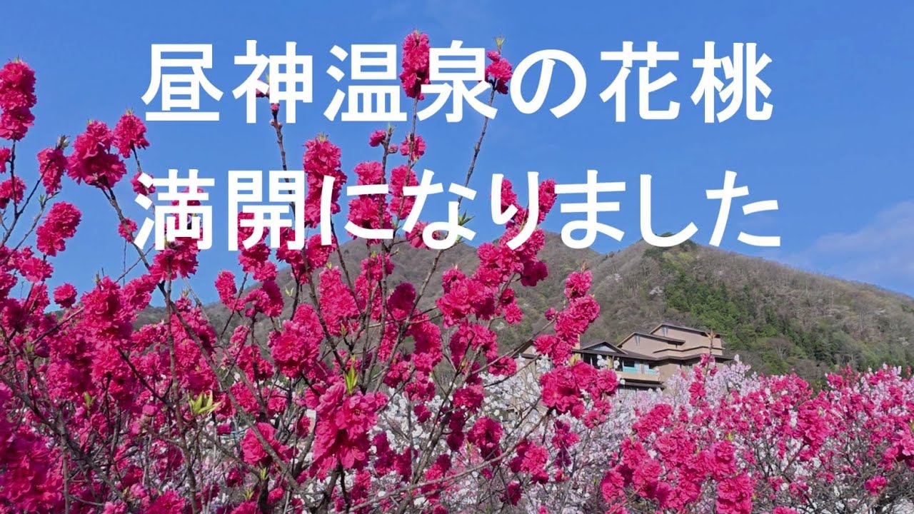 昼神温泉の花桃 満開になりました