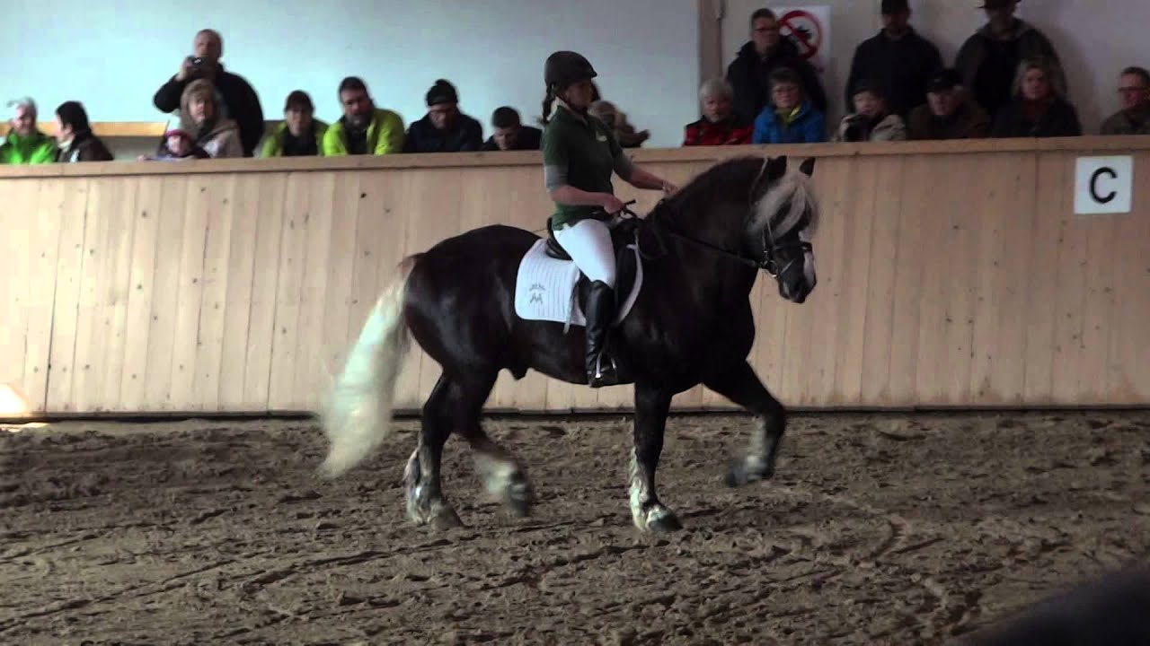 LVV Modigliani - Hengstvorstellung Schwarzw&auml;lder Kaltblut 2016 Sankt M&auml;rgen - 19.03.2016