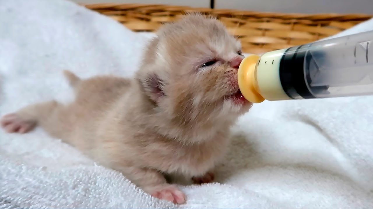 The Tiny Kitten Who Won’t Give Up: Lulu vs Luna! Subtitles