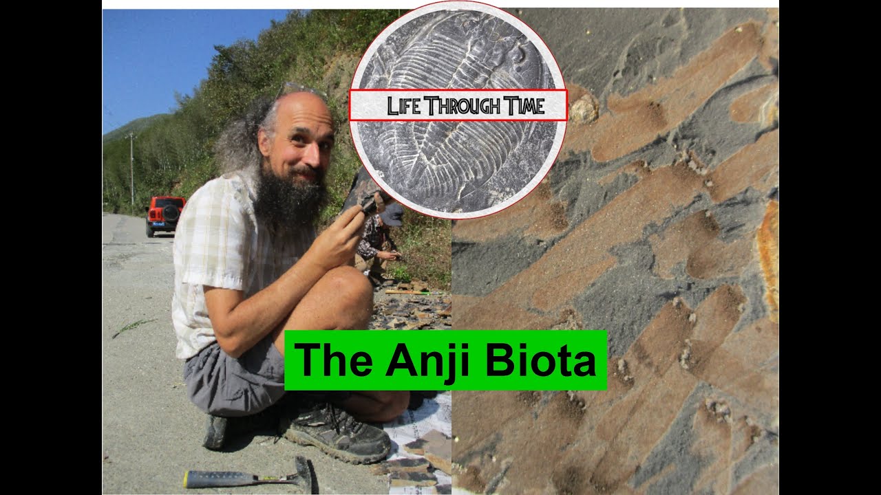 The Anji Biota: mass extinction, but sponge paradise!