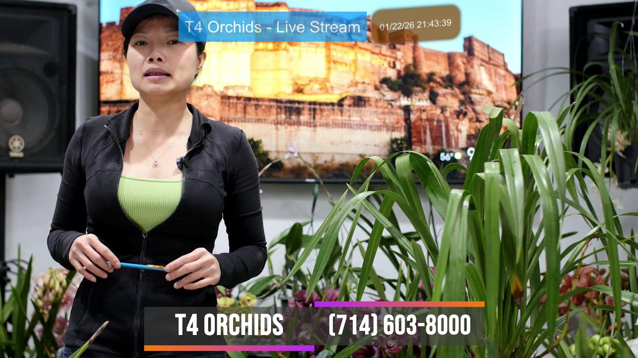 T4 Orchids ~ Livestream Jan 22, 2026 ~ Bán & Trao Đổi Tất Cả Giống Lan Sưu Tầm ~ (714) 603-8000