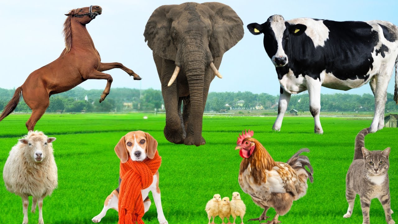 Funny Farm Animal Habits : Cow, Dog, Chicken, Piglet, Cat, Monkey, Rabbit, Sheep –  Animal Sounds