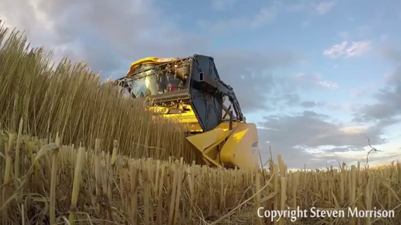 Grain Harvest 2015 Moray, Scotland